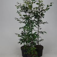 PM000005384