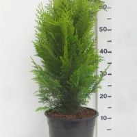 PM000005761