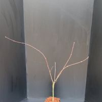 PM000006251