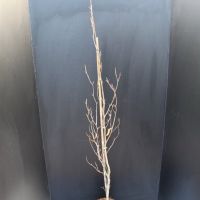 PM000006264