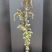 PM000006265