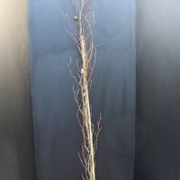 PM000006266