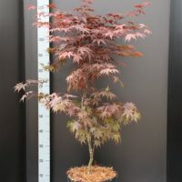 PM000007186