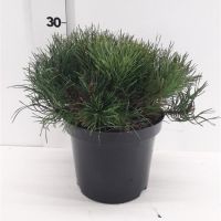 PM000010669