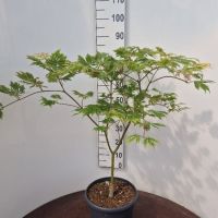 PM000011250