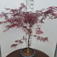 PM000011441