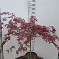 PM000011467
