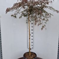 PM000011584