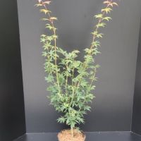 PM000013970