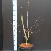 PM000013971