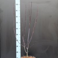 PM000014791