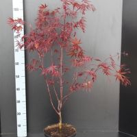 PM000014792