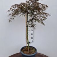 PM000016941