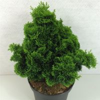 PM000018047