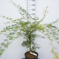 PM000019273