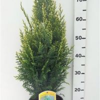 PM000019287