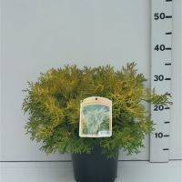 PM000019290