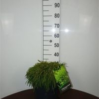 PM000019583