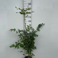 PM000020260