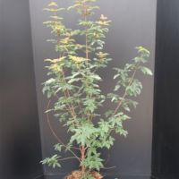 PM000021128