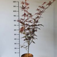 PM000021465
