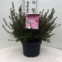 PM000025164