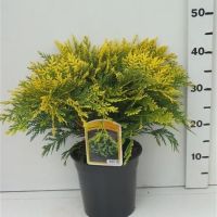 PM000025934
