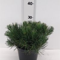 PM000026506