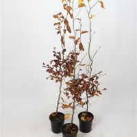 PM000027973