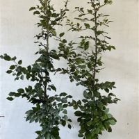PM000027977