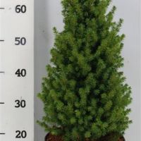 PM000029220