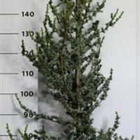 PM000029287