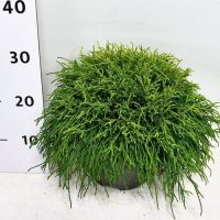 PM000029318
