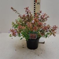 PM000032364