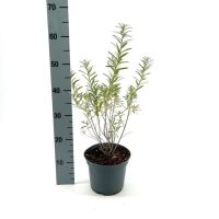 PM000032547