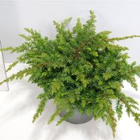 PM000034432