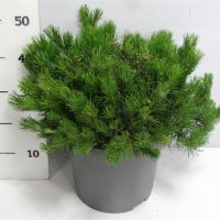 PM000034679