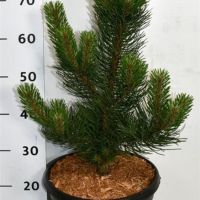 PM000035048