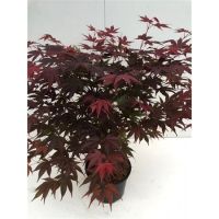 PM000035261