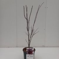 PM000035292