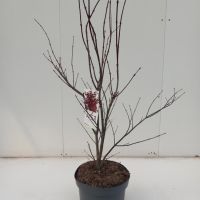 PM000035302