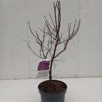 PM000035304