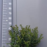 PM000037042