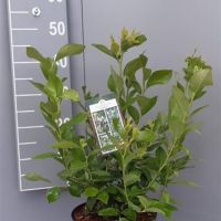 PM000037043