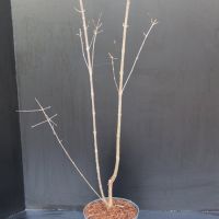 PM000037483