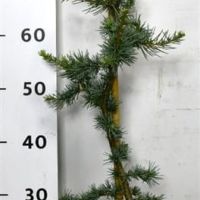 PM000038290
