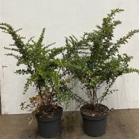 PM000038796
