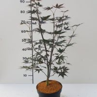 PM000041263