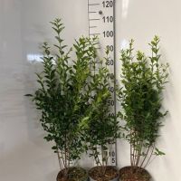 PM000043539