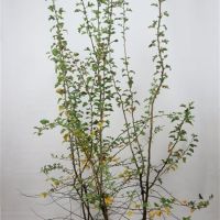 PM000047238